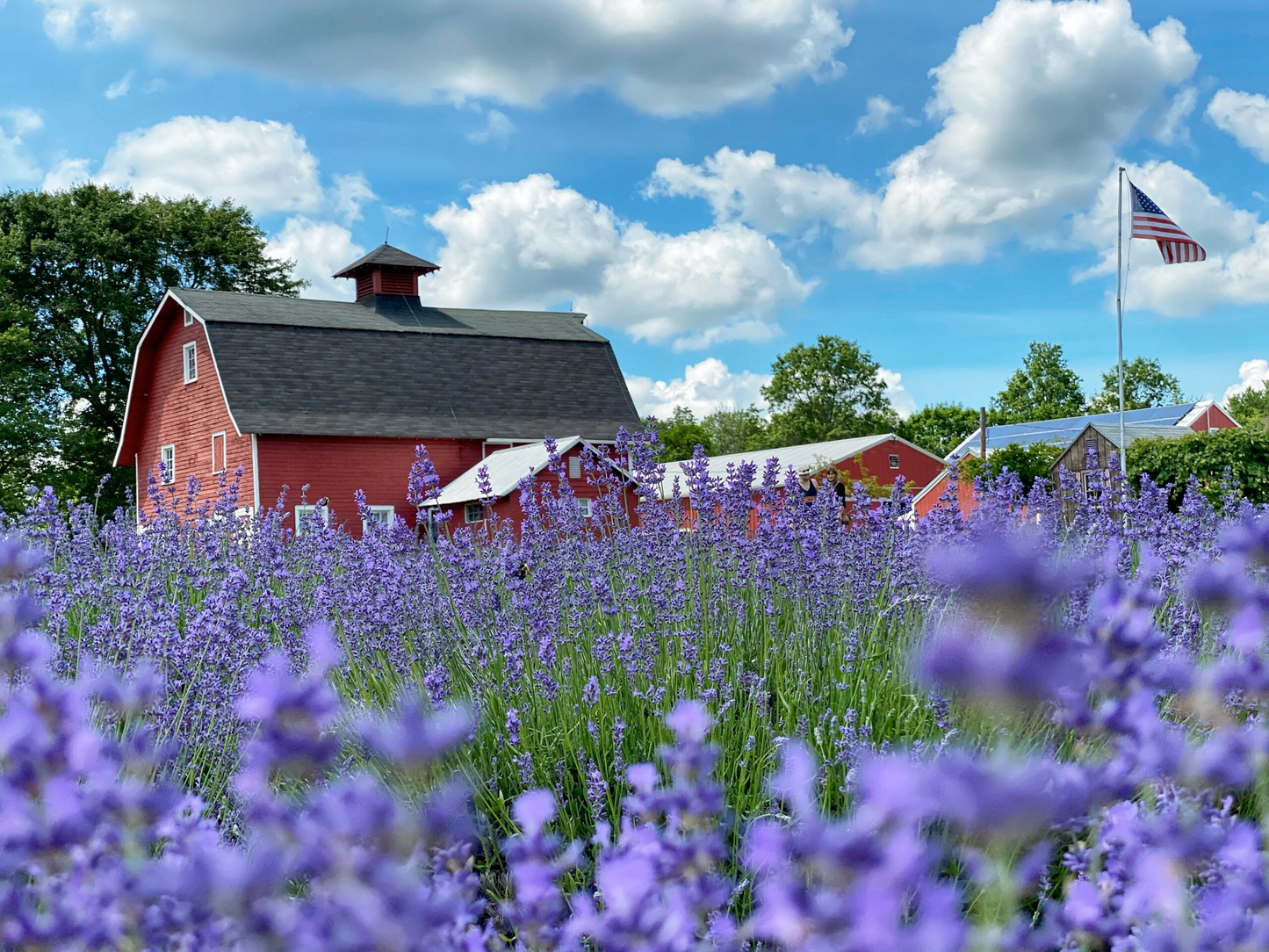 Mom, Me & the Alpacas Paint and Plant AM Session